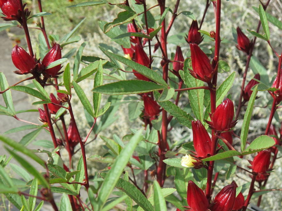 洛神花植株(Photo via Wikimedia, by Invertzoo, License: CC BY-SA 4.0，圖片來源：https://zh.wikipedia.org/zh-tw/File:Roselle_2,_Hibiscus_sabdariffa,_2014.JPG)