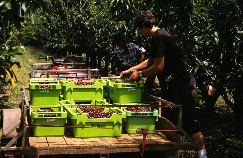 Cherries (Cerasus (Prunus) avium),being harvested for commercial sale northwest Tasmania, Australia. (Photo by Auscape/Universal Images Group via Getty Images)