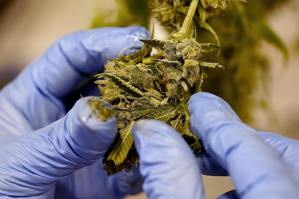 FILE - A worker pulls leaves from the flower of a cannabis plant at Greenlight Dispensary, Oct. 31, 2022, in Grandview, Mo. On Thursday, June 27, 2024, Ky. Gov. Andy Beshear announced that the state will start taking applications from businesses wanting to participate in the its medical cannabis program, launching early 2025. (AP Photo/Charlie Riedel, File)