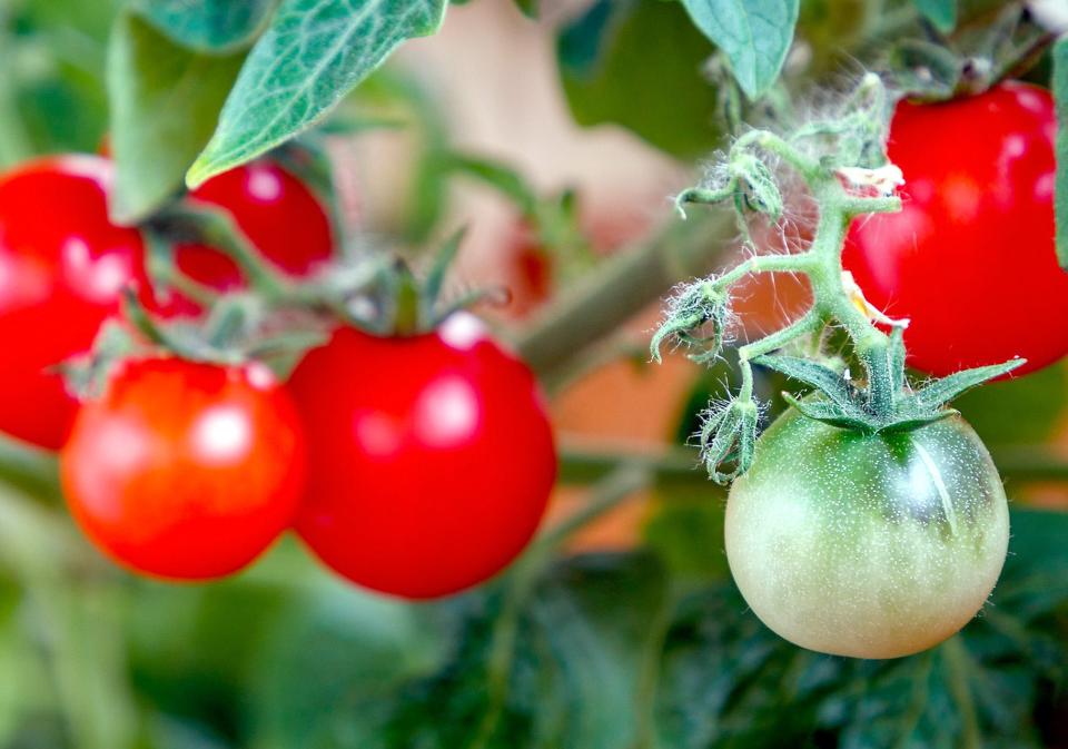 To avoid blossom-drop in tomato plants, chose varieties that are suitable for planting in zones with extreme summer heat, and follow proper fertilizer and water management.