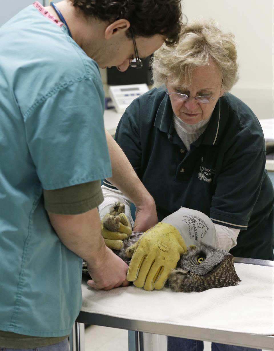 A great gray owl is placed on a table by volunteer Marcia Wolkerstorfer to be examined by veterinary technician Greg Hansen, left, at the Raptor Center on the St. Paul campus of the University of Minnesota, Wednesday, March 13, 2013. The center listed about 30 owls as patients this week. It has been a tough winter for owls in some parts of North America. Some have headed south in search of food instead of staying in their northern territories. (AP Photo/Jim Mone)
