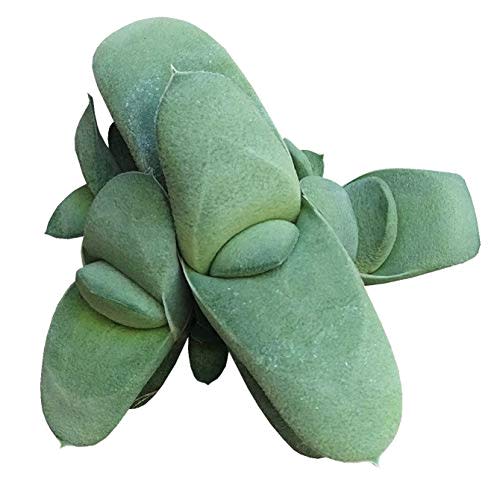 Gasteria Glomerata Fat Matte Gray-Green Leaves (2 inch)