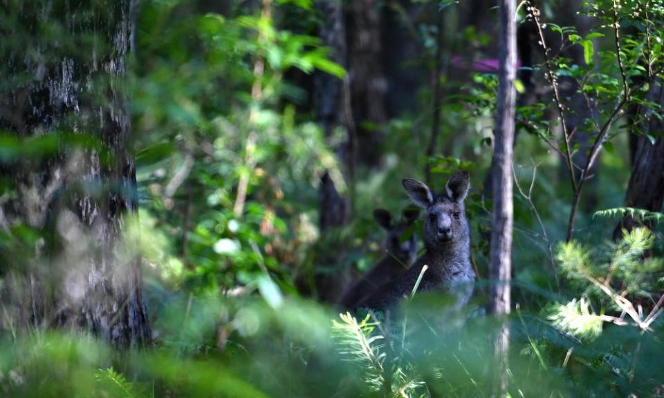 Kangaroos in bushland