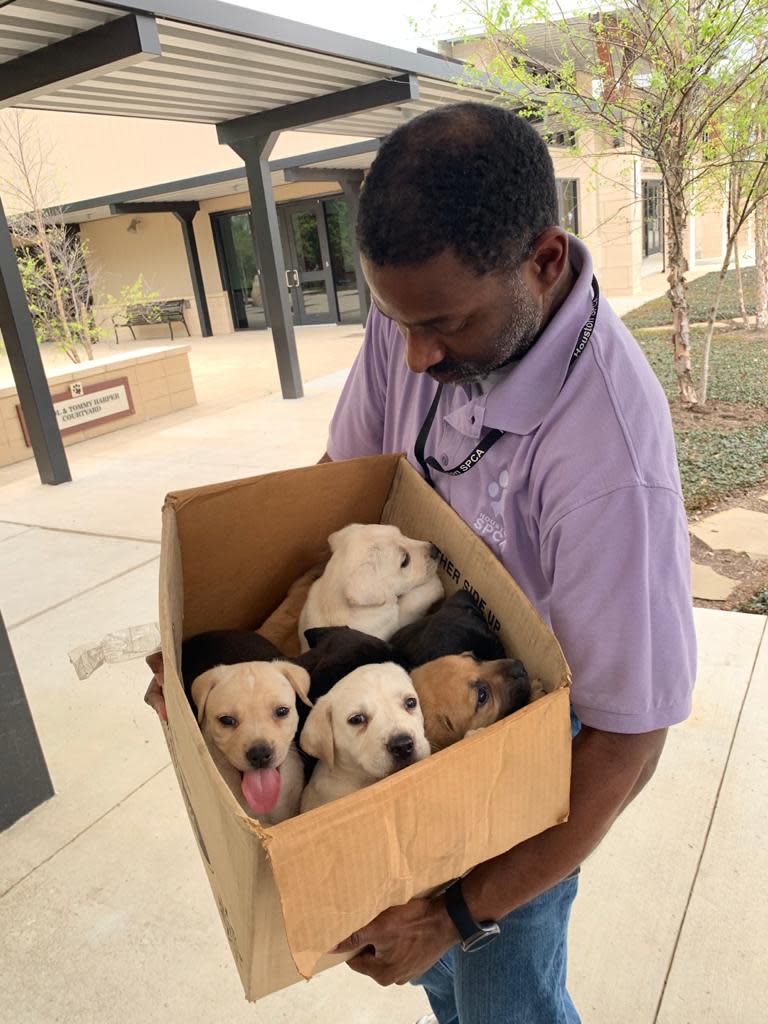 Don Specks, animal services manager at the Houston SPCA, holds a box of puppies abandoned in the parking lot on March 24, 2020. They will go into foster care.