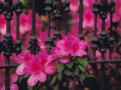 Photo Credit: Georgia Department of Economic Development Vibrant spring azaleas in Savannah, Georgia