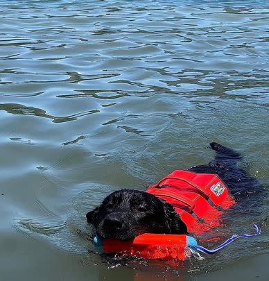 A doggie life jacket