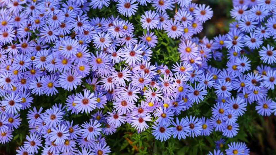 purple flowers in a garden