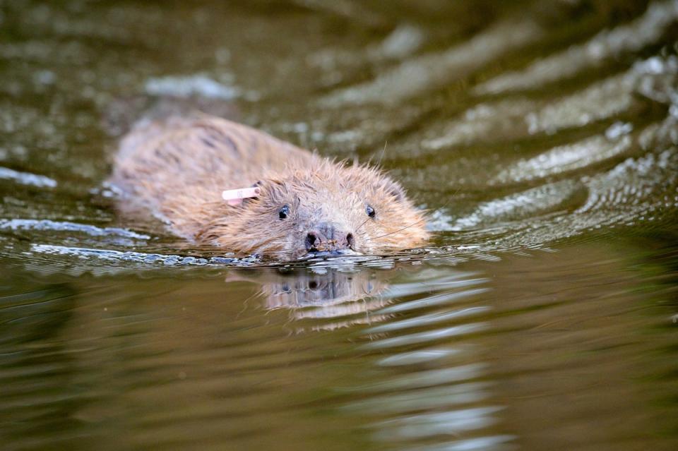 File image: The beavers will be released in Ealing in autumn   (PA)