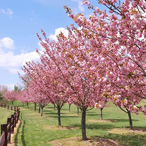 Kwanzan Cherry Tree Live Plant, Pink Cherry Blossom Plant Live from 6 to 12 Inc Height, 3 Inc Container