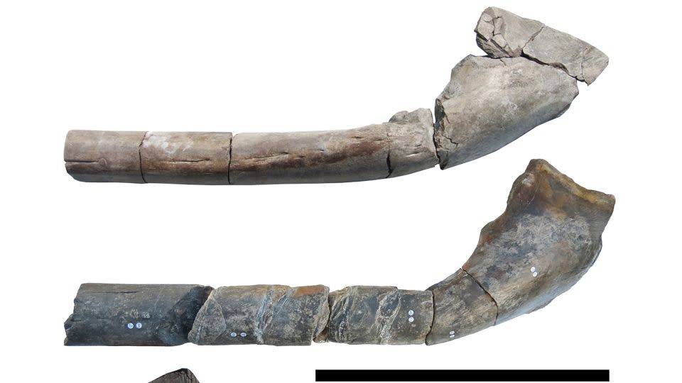 The nearly complete giant jawbone is shown along with the jawbone (middle and bottom) found by Paul de la Salle in 2016. - Dean Lomax