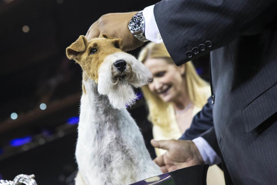 Sky, a wire fox terrier, is presented to the media after winning "best in show" at the 2014 Westminster Kennel Club Dog Show in New York