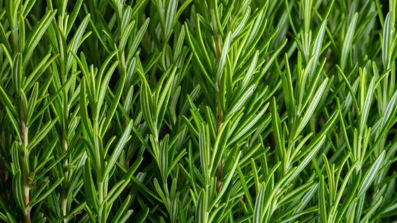 fresh rosemary herb