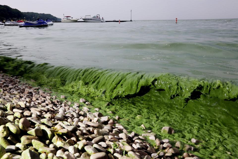 Algae washes ashore off  South Bass Island State Park, Ohio in Lake Erie July 29, 2015. An algae bloom turned the water green at the park.