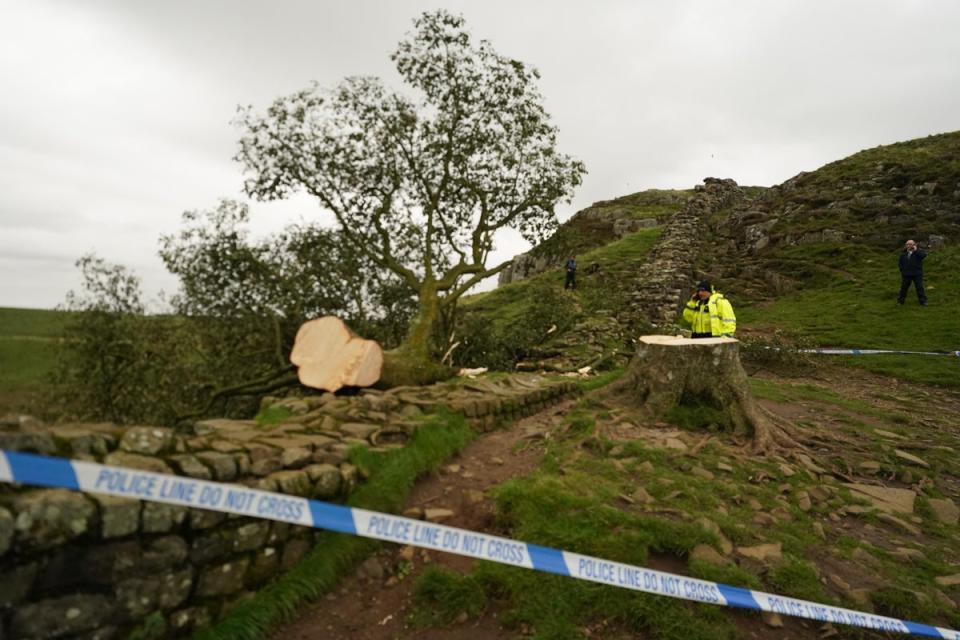 Police investigations are continuing into how the famous tree at Sycamore Gap came to be felled (Owen Humphreys/PA) (PA Wire)
