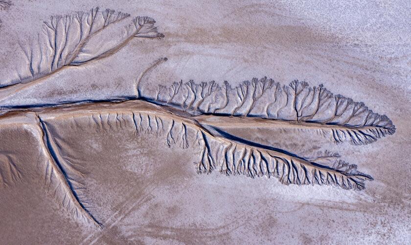 Ejido Indiviso, Baja California - March 23: Tentacles formed by the ebb and flow of tides etch a pattern into mud in the Colorado River Delta Wednesday, March 23, 2022 in Ejido Indiviso, Baja California. (Brian van der Brug / Los Angeles Times)