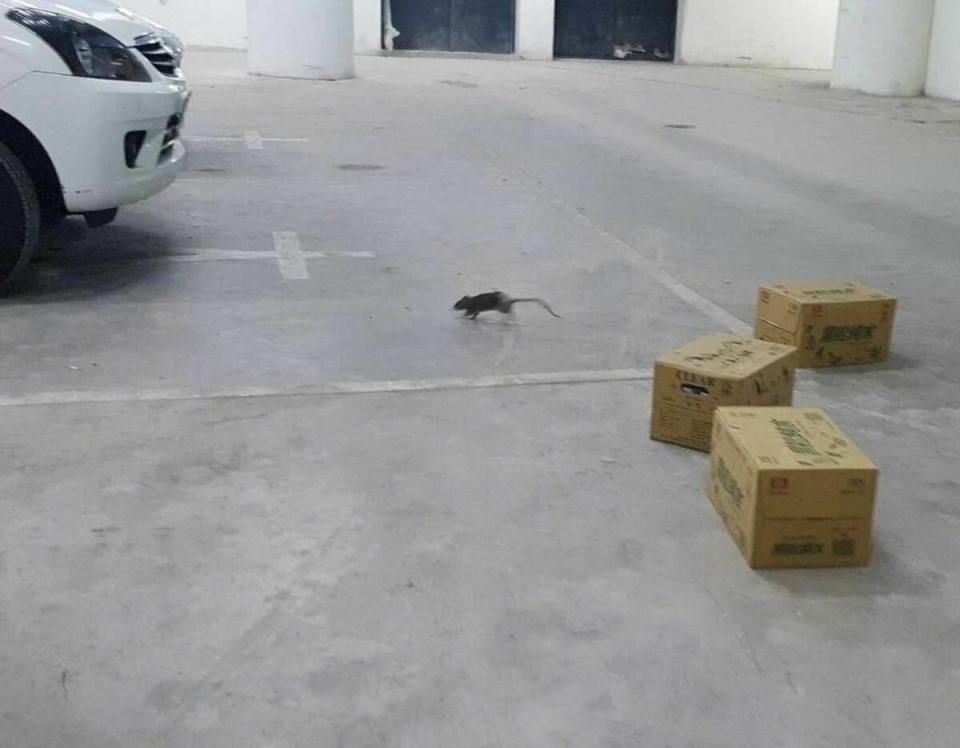 今(10)日台北市議員許淑華爆料，大巨蛋地下室轉播區有鼠患危機。   圖：翻攝自許淑華臉書