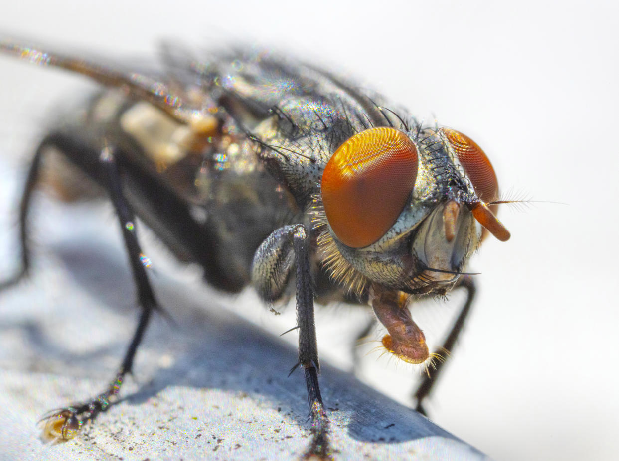 Housefly macro super close-up, showing great detail. Some of us appreciate the beautiful, elegant, natural design of insects.