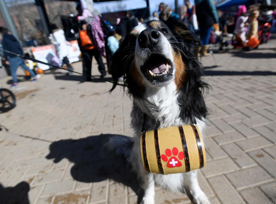 Suya dressed up as a mountain rescue dog during Tiny Tot Halloween in Fort Collins, Colo. on Thursday, Oct. 31, 2019. 