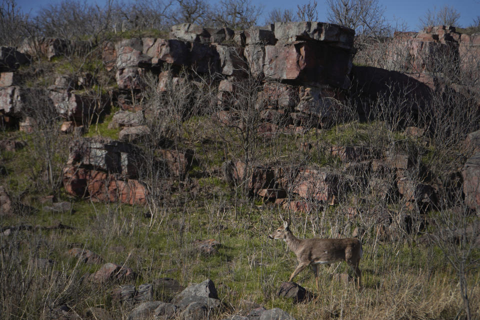 A deer walks through Pipestone National Monument, past cliffs of quartzite, on Tuesday, May 2, 2023, in Pipestone, Minn. For Native Americans, the quarries now part of Pipestone National Monument have been a sacred gathering place and a preferred source of pipestone for thousands of years. (AP Photo/Jessie Wardarski)