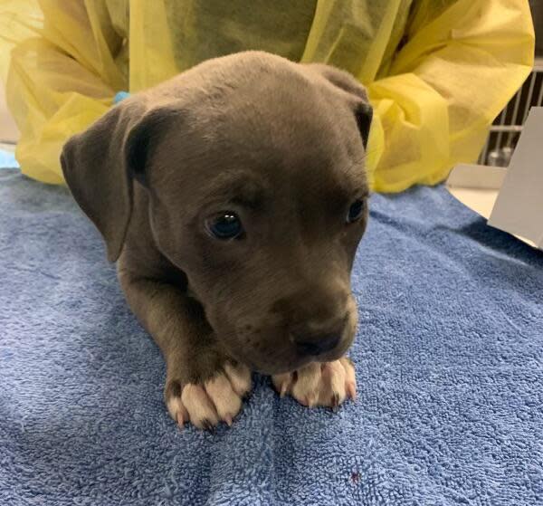 Irvine police administered a dose of the overdose-reversing drug naloxone to a pit bull puppy last week after the animal was potentially exposed to fentanyl.