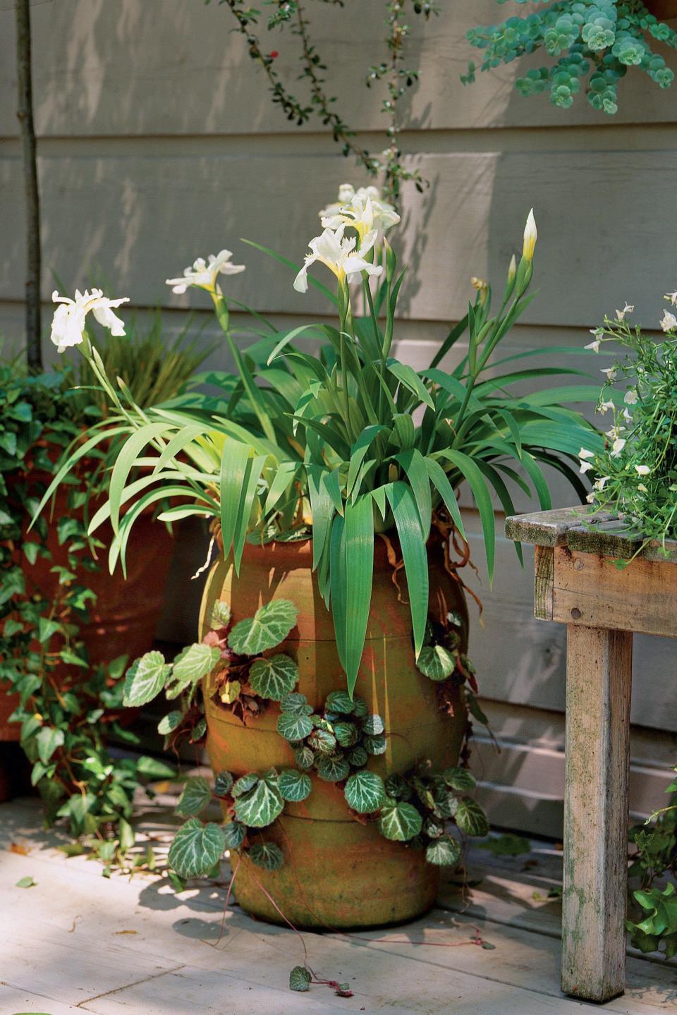 Irises & Begonias