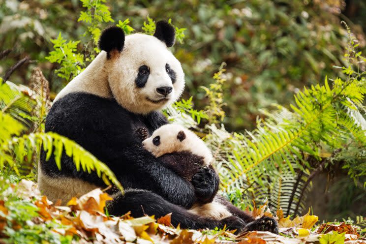 A panda and her cub in 