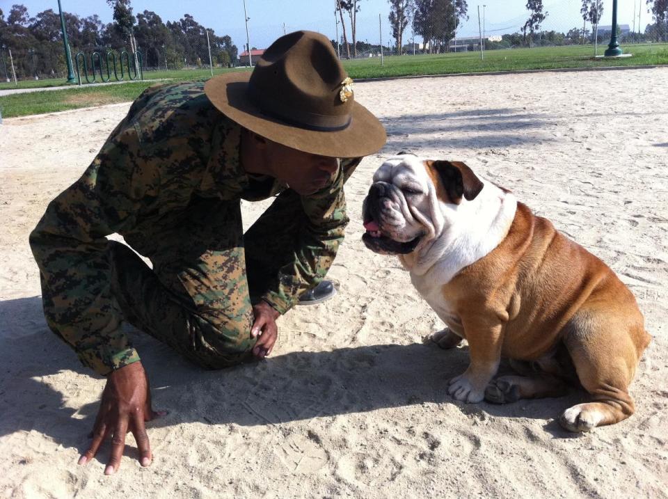 This Sept. 10, 2012 publicity photo provided by Natural Balance shows a bulldog, Tillman, in Marine Boot Camp at College Park in Oxnard, Calif. In the past month, the bulldog (the Marine Corps mascot) has been through mini boot camp and officially become an honorary Private 1st Class. (AP Photo/Natural Balance)