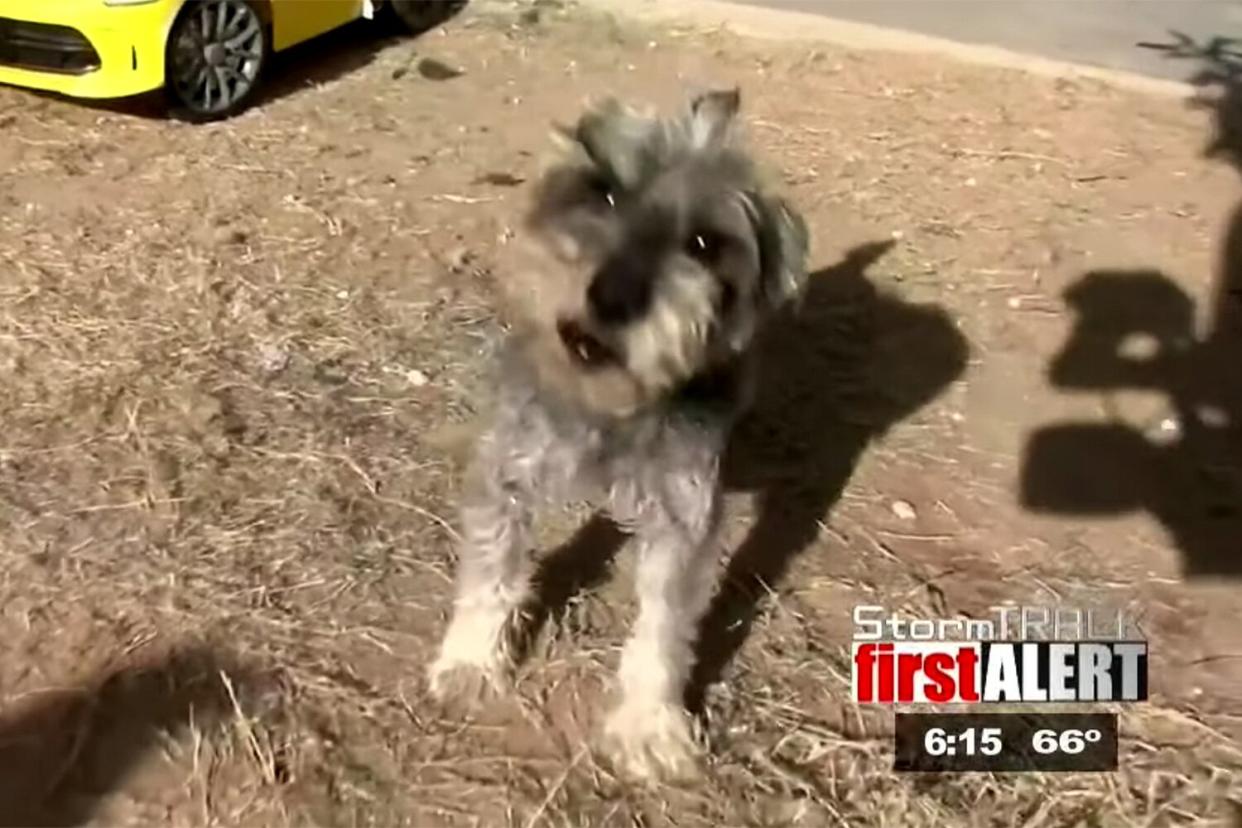 dog and owner reunited