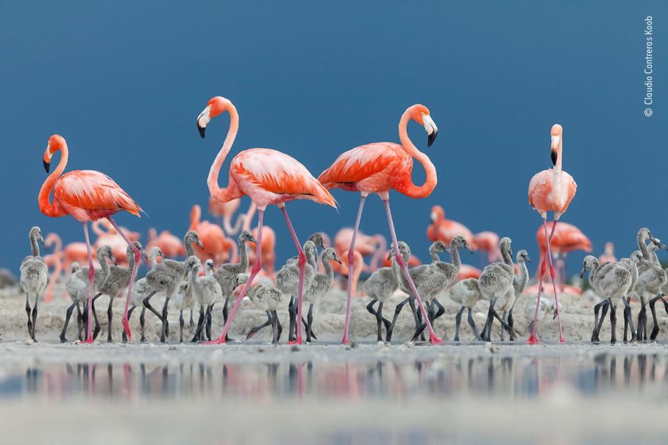 Caribbean crèche (Claudio Contreras Koob/Wildlife Photographer of the Year)