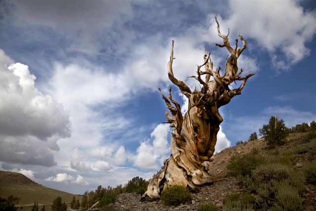 hlsnow / Getty Images An ancient bristlecone pine at Inyo National Forest