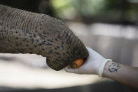 In this Monday Jan. 13, 2020 photo, Asian elephant Mara eats carrots from the hand of zoo keeper Santiago Gentili at the former city zoo now known as Ecopark in Buenos Aires, Argentina. Mara will leave her enclosure and be moved to a special sanctuary in Brazil, but before her trip to the neighboring country expected to take place in March, the 55-year-old is undergoing a training process to prepare her for confinement during the 2,500 kilometers road trip, that will last two or three days. (AP Photo/Daniel Jayo)