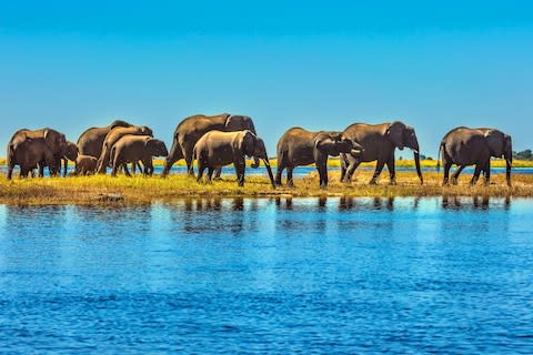 See elephants in Botswana on a safari cruise on the Zambezi river - Credit: Alamy