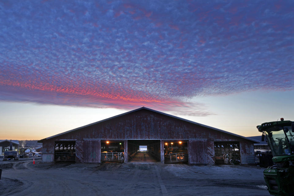 Dawn light colors the sky over a dairy cow barn at the Flood Brothers Farm, Monday, April 1, 2024, in Clinton, Maine. Foreign-born workers make up fully half the farm's staff of nearly 50, feeding the cows, tending crops and helping collect the milk — 18,000 gallons every day. (AP Photo/Robert F. Bukaty)