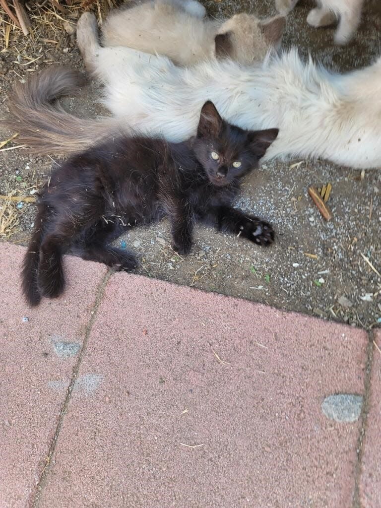 A Department of Animal Services officer used bed sheets to save a kitten, Rudy, trapped in a chimney in Jurupa Valley on Tuesday, Nov. 16, 2021.