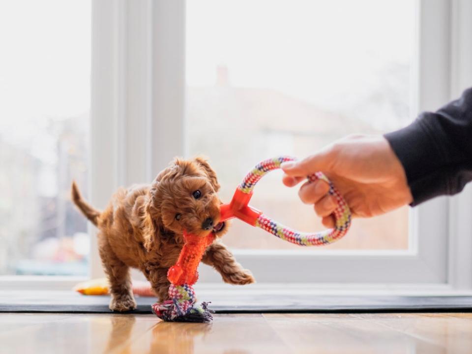 Un cachorro juega con un juguete de arrastre. (Getty Images)