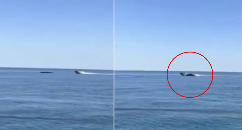 A boat collides with a humpback whale off the Kimberley coast.