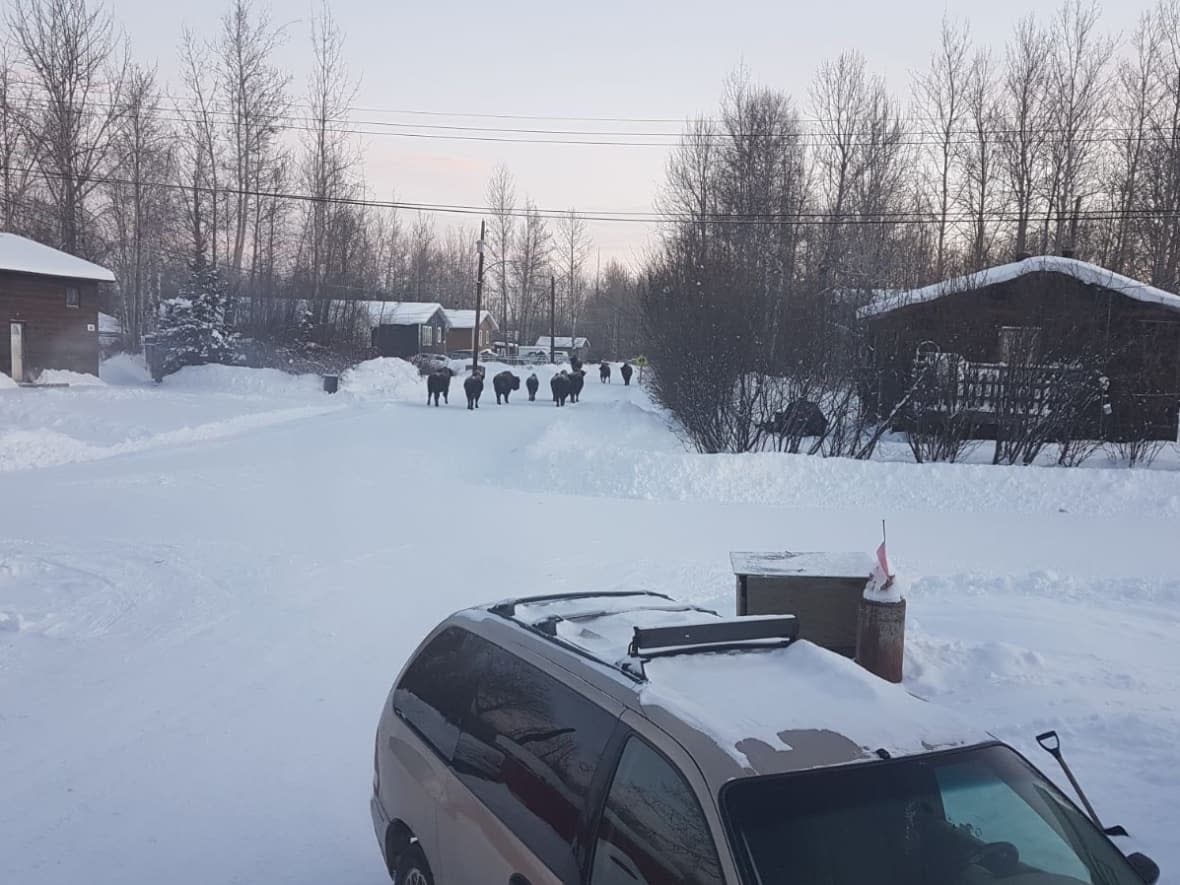 In this photo taken by a Fort Liard resident last year, bison walk down a street in community. Some residents say animals have become a concern.  (Submitted by John Gonet  - image credit)
