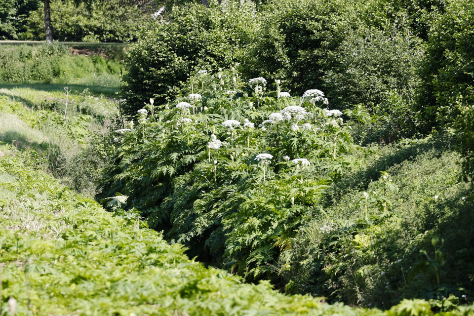 25 June 2021, Schleswig-Holstein, Klein Gladebrügge: Giant hogweed grows along a stream. The ornamental plant from the Caucasus displaces native species and is poisonous. Residents of the Schleswig-Holstein community of Klein Gladebrügge (Segeberg district) are worried that children playing, for example, will suffer severe burns. Contact with the sap of the plant in sunlight is enough for this. Photo: Frank Molter/dpa (Photo by Frank Molter/picture alliance via Getty Images)