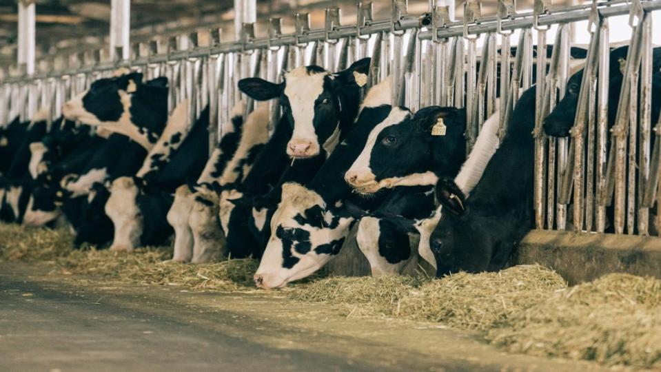 ▲瑞穗鮮乳導入科技育牛技術，提供牛隻最舒適健康的生活環境。