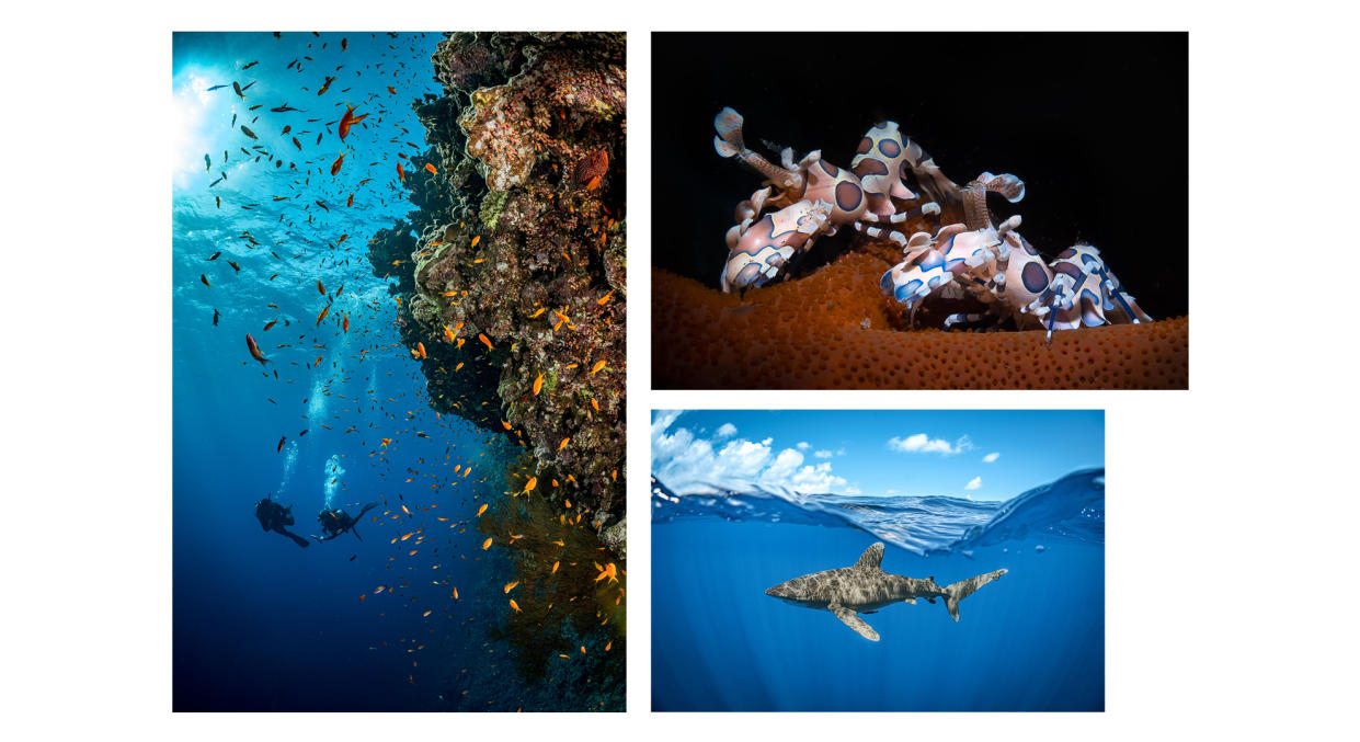  Composite image of three underwater photographs of marine life, by photographers Jay Clue and Sam Glenn-Smith. 