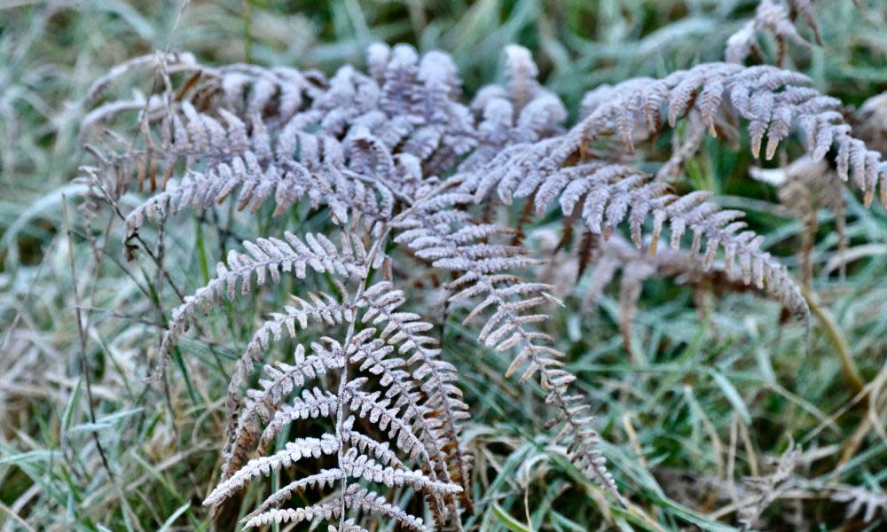 <span>Photograph: Geoffrey Swaine/Shutterstock</span>