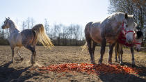 Horses of the stranded Renz Circus feast on carrots donated by local farmers in Drachten, northern Netherlands, Tuesday, March 31, 2020. The circus fleet of blue, red and yellow trucks have had a fresh lick of paint over the winter. But now, as coronavirus measures shut down the entertainment industry across Europe, they have no place to go. (AP Photo/Peter Dejong)