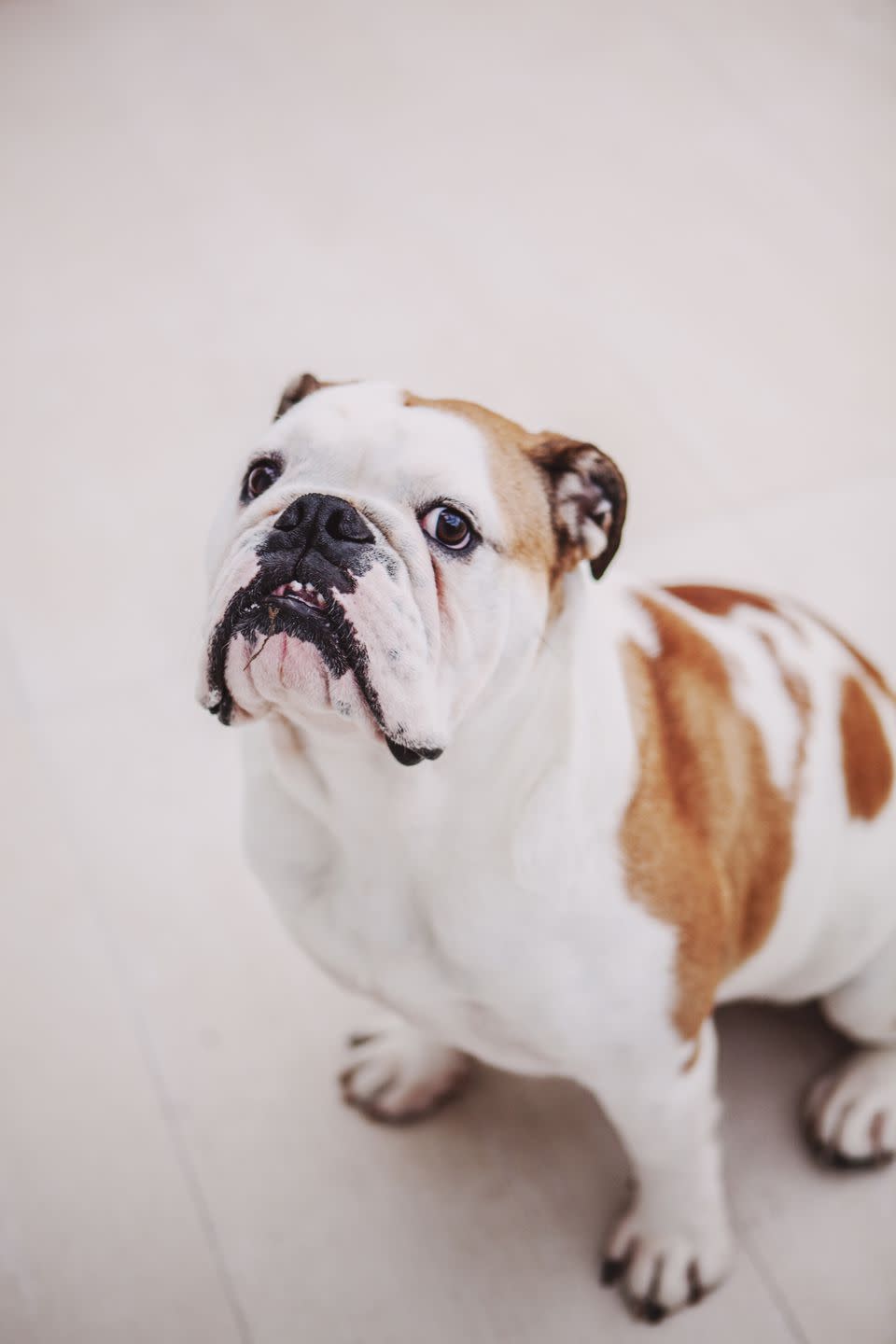 Bulldog