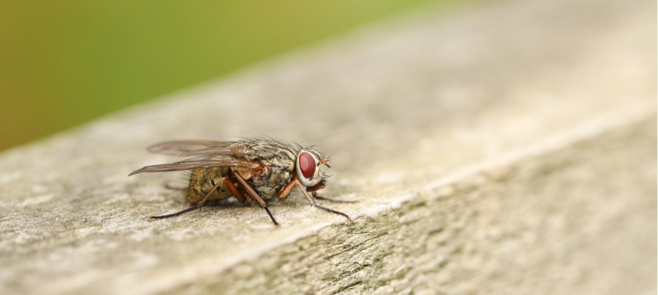 House flies have met their match with an electric fly swatter. (Getty Images)