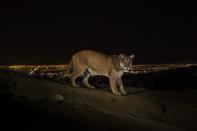 Steve Winter, a U.S. photographer working for National Geographic, won the 1st Prize on the Nature Stories category of the 2014 World Press Photo contest with his series of pictures which includes this one of a cougar walking a trail in Los Angeles' Griffith Park, captured by a camera trap March 2, 2013. REUTERS/Steve Winter/World Press Photo Handout via Reuters