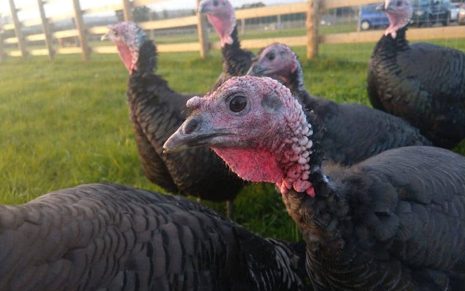 Greendale Farm Shop invited locals to meet its Christmas turkeys - Greendale Farm Shop