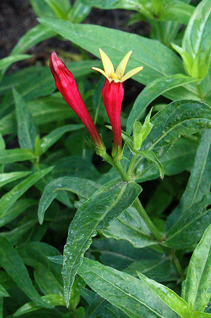 Indian Pink,  is an herbacious perennial wildflower native  to North Florida.