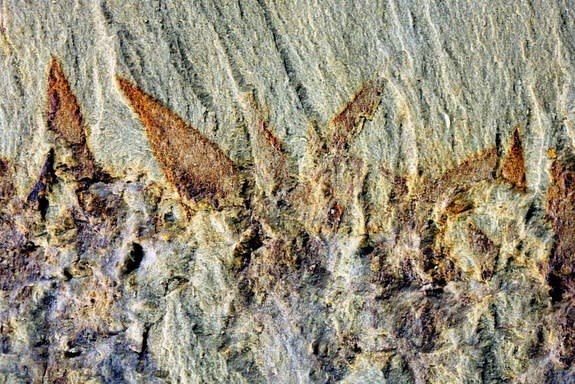 The fossilized spines of Nidelric pugio, a Cambrian animal that lived more than 500 million years ago. The balloon-shaped creature had spines a few millimeters long, seen here.