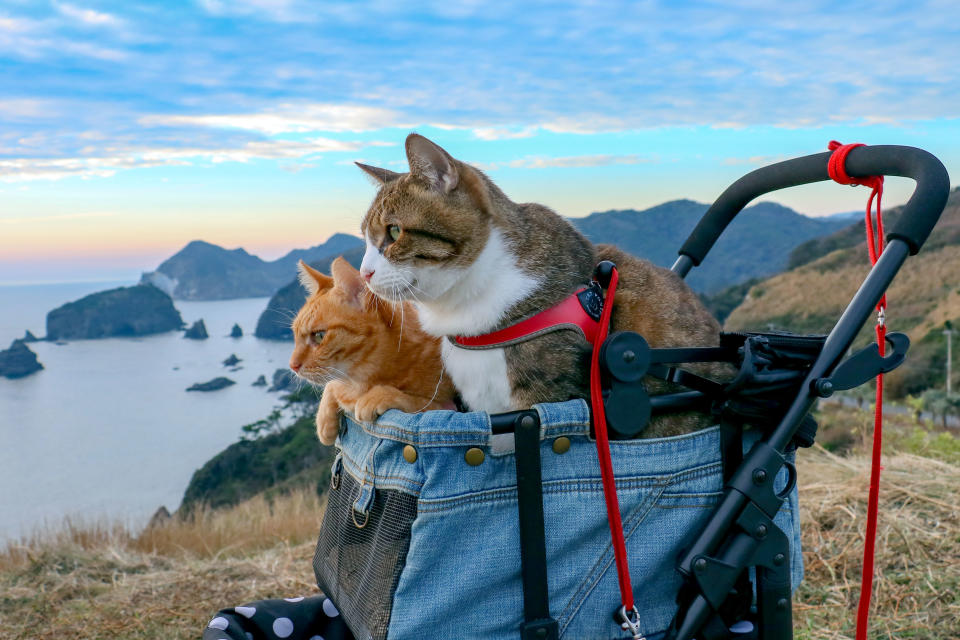 <p>Another view from the backpack, with Daisuke Nagasawa’s well-traveled cats, Fuku-Chan and Daikichi. (Photo: Daisuke Nagasawa/Caters News) </p>