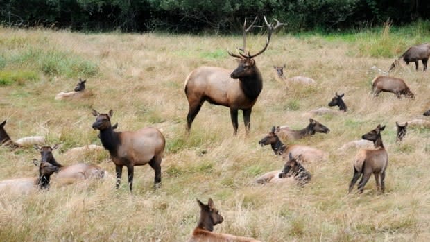 Desautel was charged with breaking British Columbia's Wildlife Act after he shot and killed a cow elk near Castlegar in 2010.